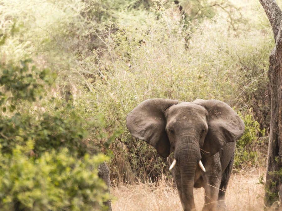 Lake Manyara National Park — Destination in Tanzania
