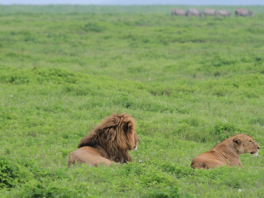 Ngorongoro Conservation Area — Destination in Tanzania