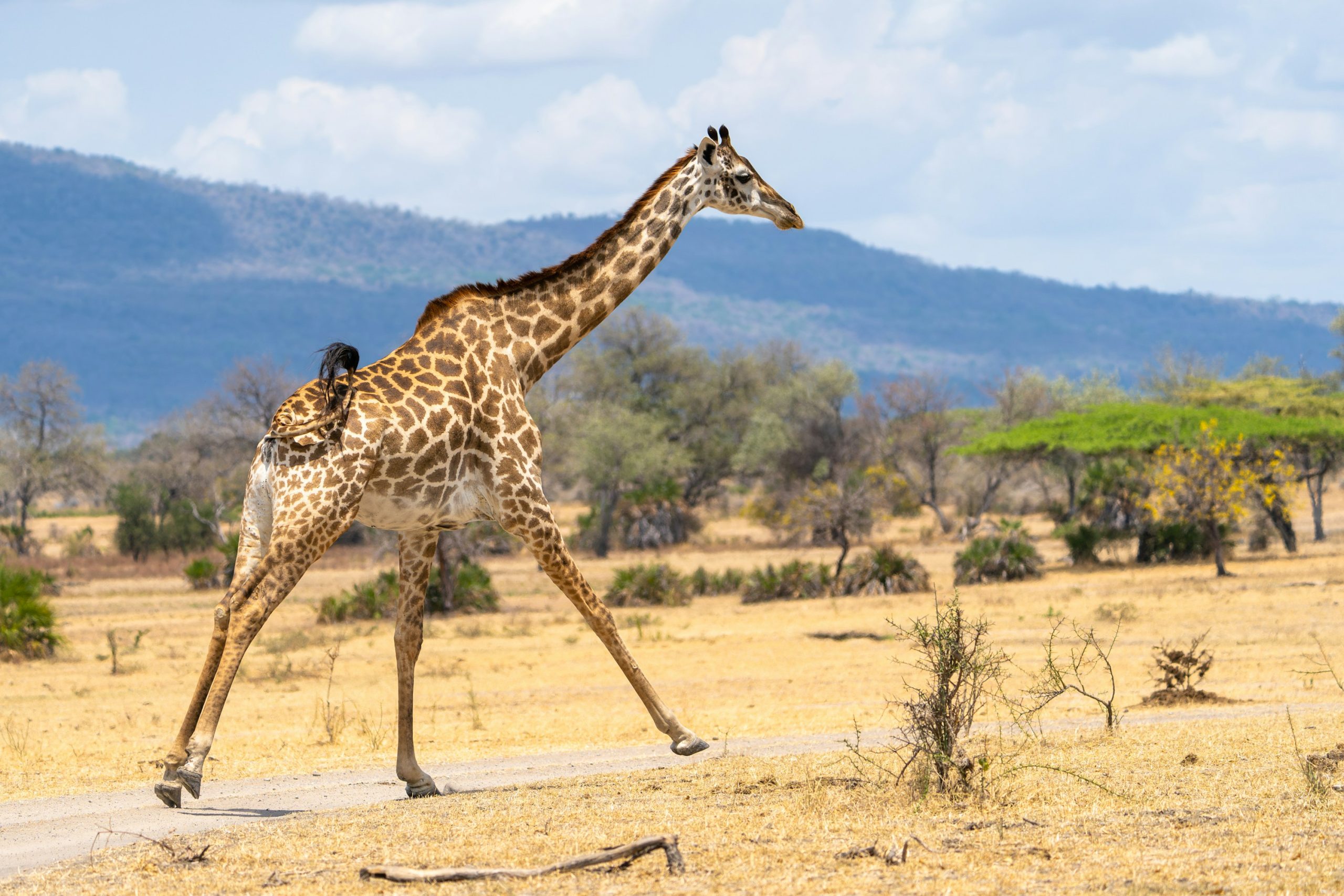 Serengeti wildlife safari in Tanzania