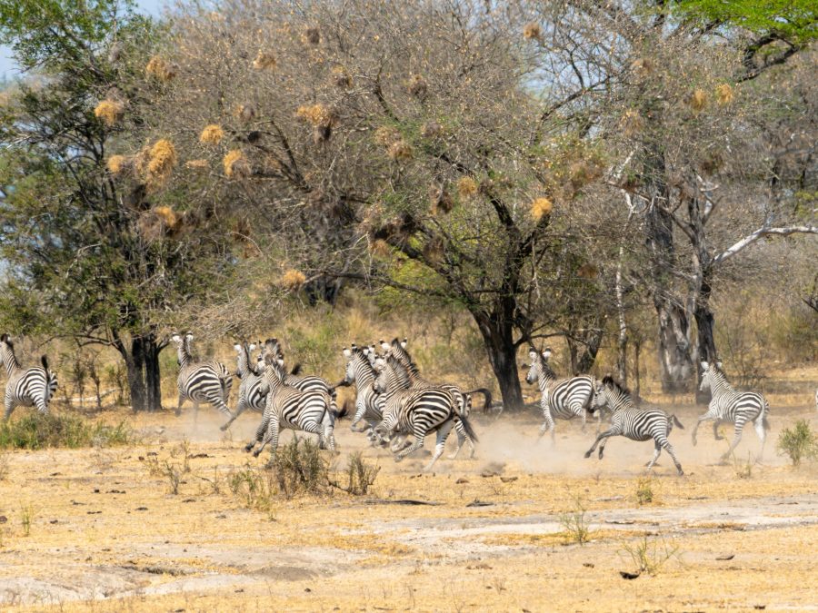 Nyerere National Park — Destination in Tanzania