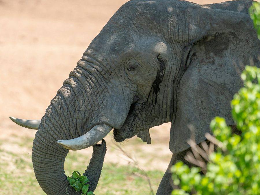 Ruaha National Park — Destination in Tanzania