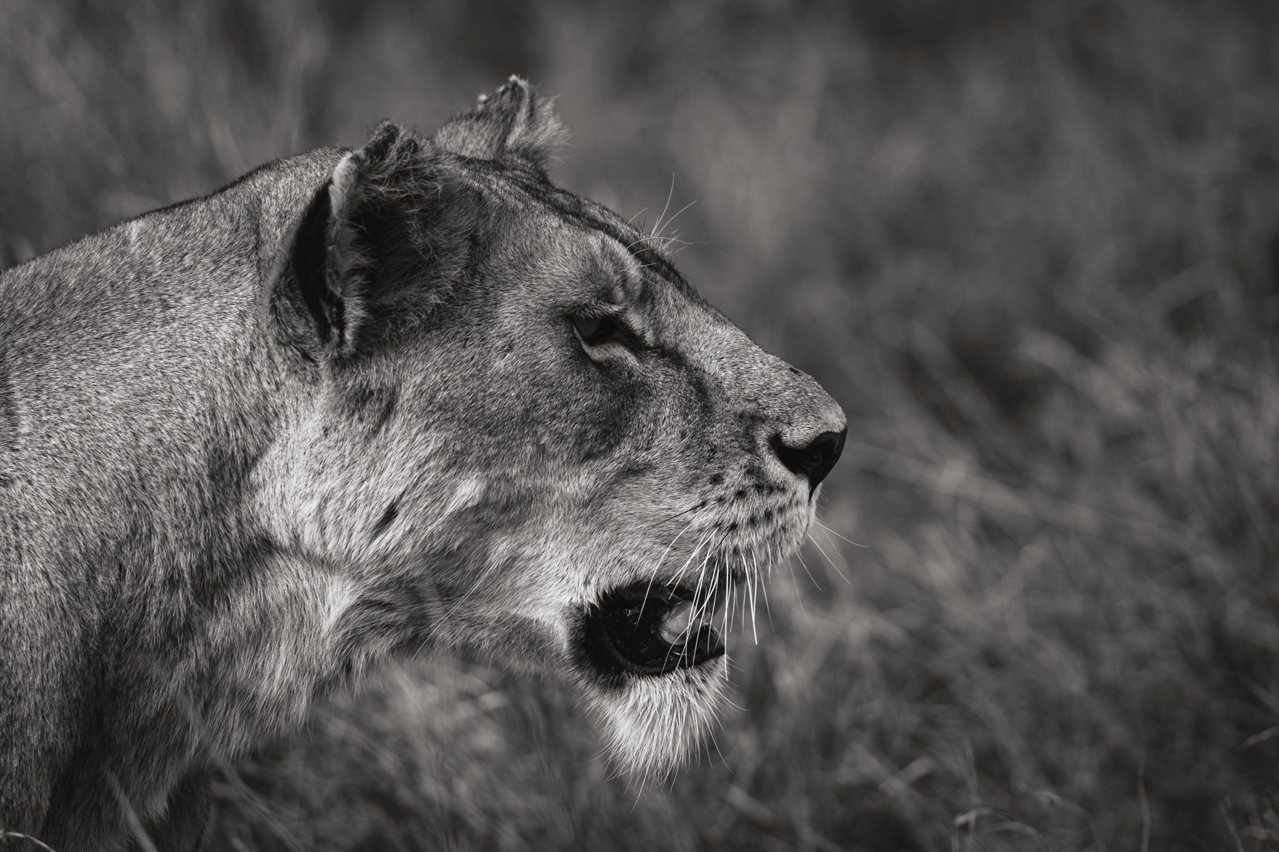 Tanzania safari landscape
