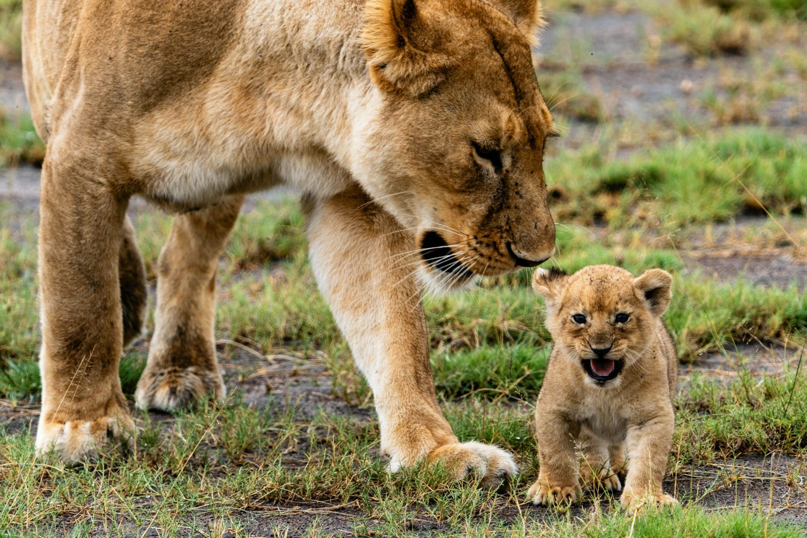 7-Day Northern Tanzania Signature Safari
