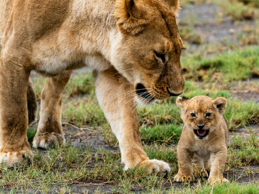 Private Wildlife Photography — Experience in Tanzania