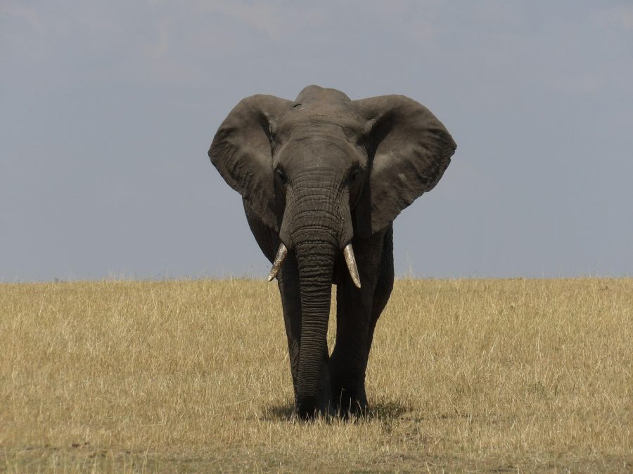 Tarangire National Park — Destination in Tanzania